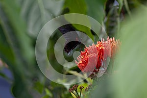 Beautyful Butterfly on flower background nature