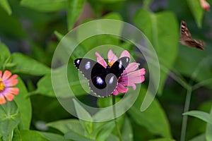 Beautyful Butterfly on flower background nature