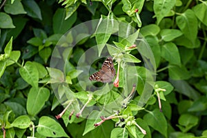 Beautyful butterfly on flower background nature