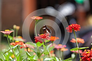 Beautyful butterfly on flower background nature