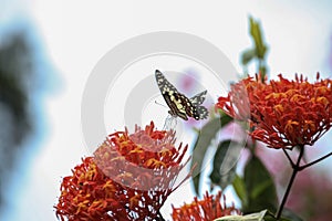 Beautyful Butterfly  on flower with background nature