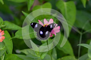 Beautyful butterfly on flower nature background