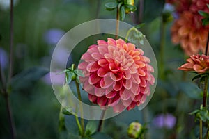 Beautyful and colorful chrysanthemes