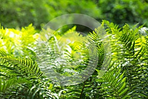 Beautyful ferns leaves