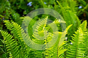 Beautyful ferns leaves