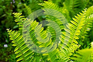 Beautyful ferns leaves