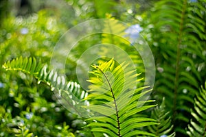 Beautyful ferns leaves