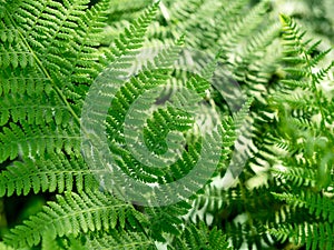 Beautyful ferns leaves green foliage