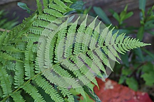 Beautyful ferns leaves - green foliage - natural floral