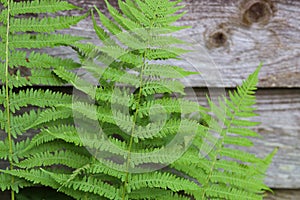 Beautyful ferns leaves - green foliage - natural floral