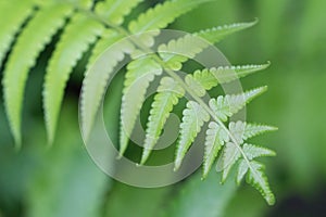 beautyful ferns leaves green foliage natural floral fern