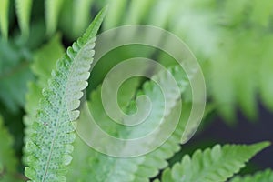 beautyful ferns leaves green foliage natural floral fern