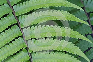 beautyful ferns leaves green foliage natural floral fern