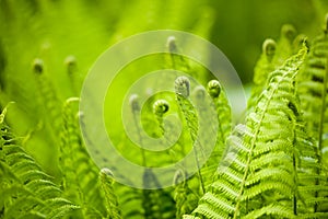Beautyful ferns leaves green foliage natural floral fern background in sunlight. photo