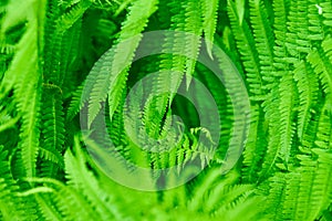 Beautyful ferns leaves green foliage natural floral fern background