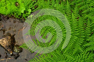 Beautyful ferns leaves green foliage natural floral fern background