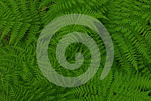 Beautyful ferns leaves green foliage natural floral fern background