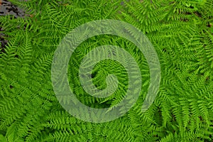 Beautyful ferns leaves green foliage natural floral fern background