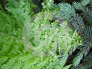 Beautyful ferns leaves green foliage natural floral fern background