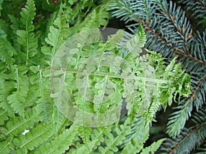 Beautyful ferns leaves green foliage natural floral fern background