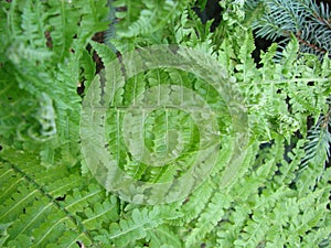 Beautyful ferns leaves green foliage natural floral fern background