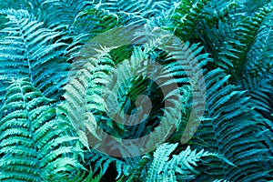Beautyful ferns leaves green foliage natural floral fern background blue-green.