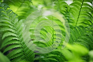 Beautyful ferns leaves green foliage natural floral fern background. selective focus