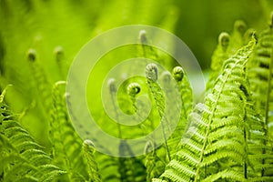 Beautyful ferns leaves green foliage natural floral fern background in sunlight.