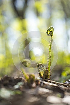 Beautyful ferns leaves green foliage natural floral fern background in sunlight.