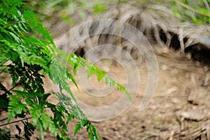 Beautyful ferns leaves green foliage natural floral fern background in sunlight