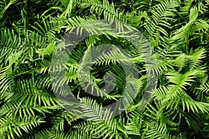 Beautyful ferns leaves green foliage natural floral fern background in sunlight.