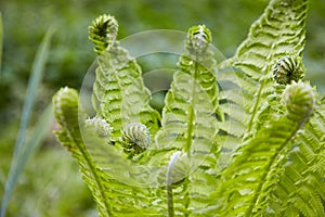 Beautyful ferns leaves green foliage natural floral fern background in sunlight.