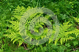 Beautyful ferns leaves green foliage natural floral fern background in sunlight.