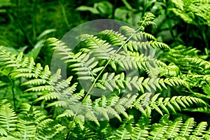 Beautyful ferns leaves green foliage natural floral fern background in sunlight.