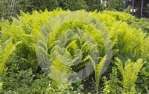 Beautyful ferns leaves green foliage natural floral fern background in sunlight