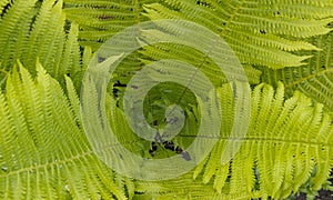 Beautyful ferns leaves green foliage natural floral fern background in sunlight