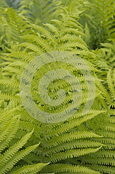 Beautyful ferns leaves green foliage natural floral fern background in sunlight