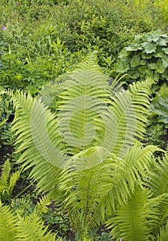 Beautyful ferns leaves green foliage natural floral fern background in sunlight