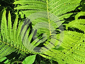 Beautyful ferns leaves green foliage natural floral fern background in sunlight