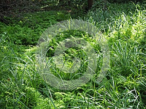 Beautyful ferns leaves green foliage natural floral fern background in sunlight