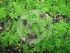 Beautyful ferns leaves green foliage natural floral fern background in sunlight