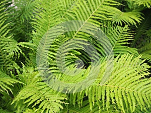 Beautyful ferns leaves green foliage natural floral fern background in sunlight