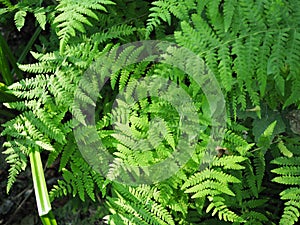 Beautyful ferns leaves green foliage natural floral fern background in sunlight