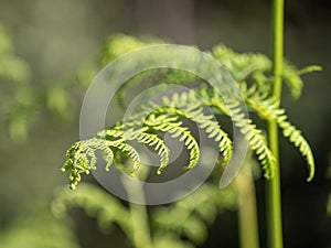 Beautyful ferns leaves green foliage natural floral fern background in sunlight