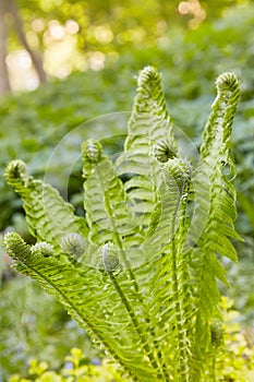 Beautyful ferns leaves green foliage natural floral fern background in sunlight.