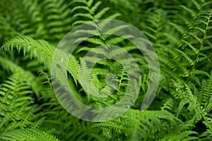 Beautyful ferns leaves, green foliage, natural floral fern background in sunlight. Botany concept. Ferns jungles close