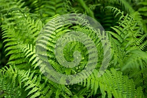 Beautyful ferns leaves, green foliage, natural floral fern background in sunlight. Botany concept. Ferns jungles close