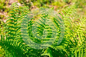 Beautyful ferns leaves, green foliage, natural floral fern background in sunlight. Botany concept. Ferns jungles close