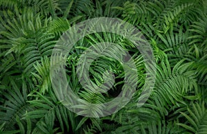 Beautyful ferns leaves green foliage natural floral fern background in sunlight. Bright green fern leaves as background. Selective