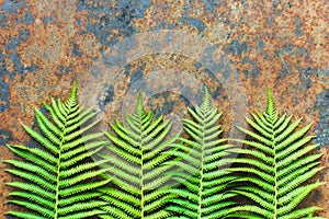 Beautyful ferns leaves green foliage. natural floral fern background in sunlight. copy space, top view